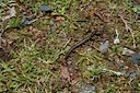 Famous Deadly Centipede